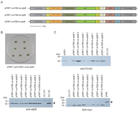 Table From New Synthetic Operon Vectors For Expressing Multiple