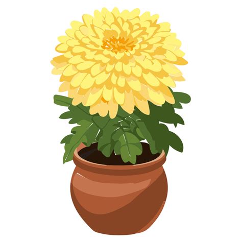 Chrysanthemum flower transparent background,Ai Generative 27434271 PNG