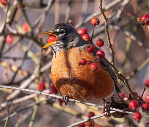 What’s With The Mobs Of Robins — Golden Eagle Audubon