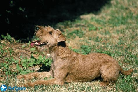 Medium Sized Dogs That Don't Shed - PetLovers