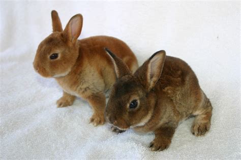 Mini Rex Color Guide Wildriver Rabbitry