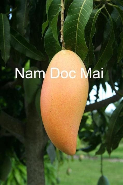 3gal Nam Doc Mai 4 Semi Dwarf Thai Mango Tree Grafted Live Etsy