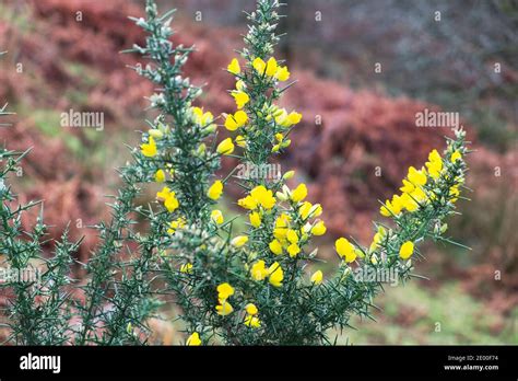 Yellow Gorse Bush Or Furze Ulex Europaeus Flowers In Bloom In Welsh