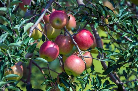 Malus Domestica Fuji Apples Copyright © Daniel Ruyle Flickr