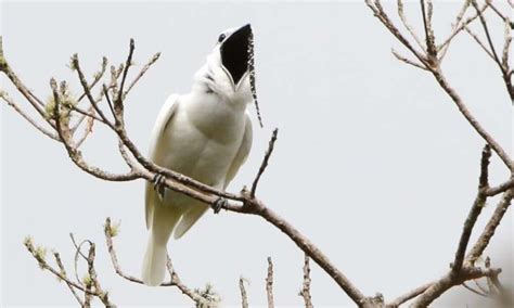 Ciencia Al Día Este Es El Pájaro Que Más Duro Canta