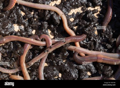 Lumbricus Terrestris Hi Res Stock Photography And Images Alamy