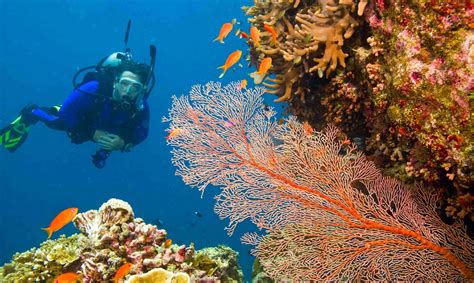 Los 10 arrecifes de coral más impresionantes del mundo El Nuevo Día