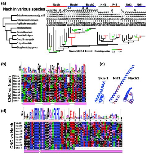 Phylogenetic Analysis And Sequence Structure Of The Cnc Bzip Proteins