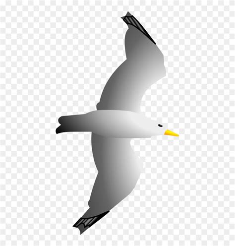 Seagull Clip Art Sea Gull Clip Art Hd Png Download 441x800