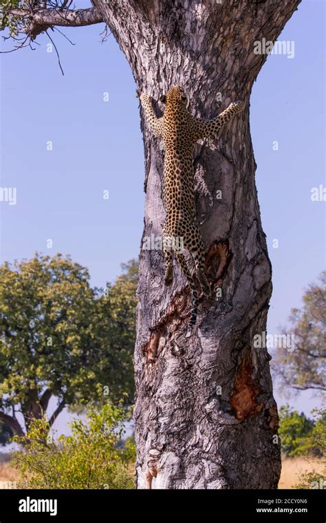 Leopard Panthera Pardus Female Climbing Tree Trunk Okavango Delta