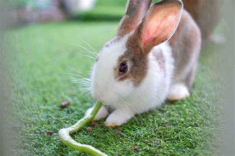 Can Rabbits Eat Green Beans Nutrition Benefits And Feeding Tips