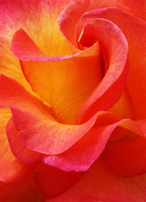 Rosy Petals Photograph by Carol Berget - Fine Art America