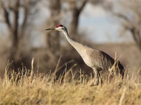 Sandhill Crane On Seedskadee National Wildlife Refuge Flickr