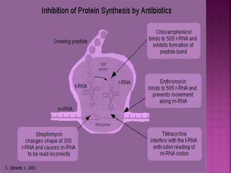 Tetracycline Ppt