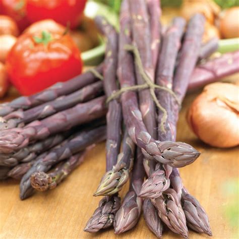 Purple Passion Asparagus Asparagus Asparagus Roots Bulb Flowers