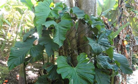 Anthurium Balaoanum Care And Propagation Guide The Plant Guide
