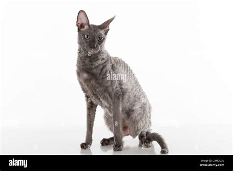 Black Cornish Rex Cat Studio Shoot Isolated On White Background Stock