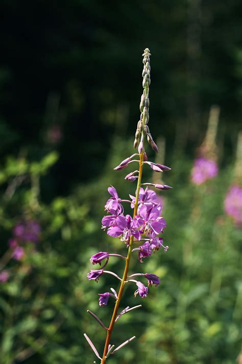 Fireweed - Matchneedle