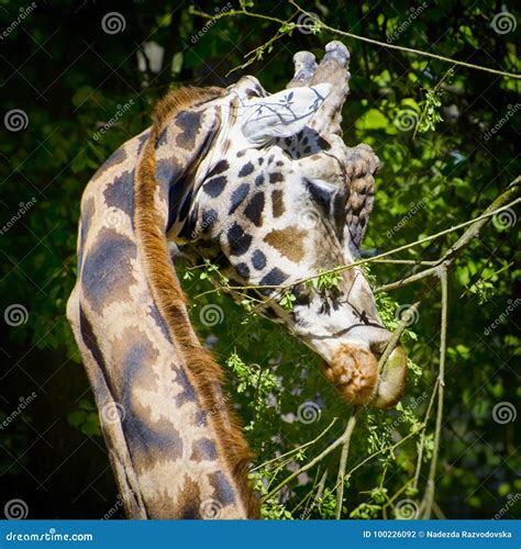 eating giraffe portrait stock photo image  face animal