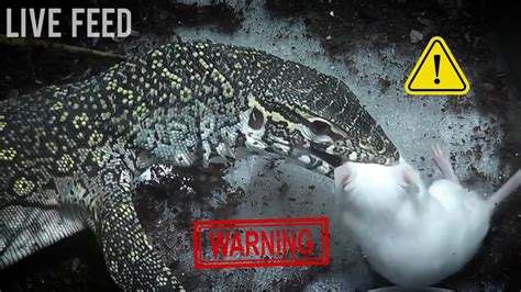 Monitor Lizards Feeding On Live Prey Warning Live Feed