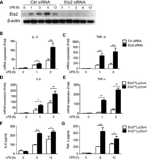 Ets2 Inhibits Lps Induced Il 6 And Tnf α Production In Macrophages A