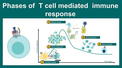 T Cell Response Phases T Cell Response Kinetics Immunology Youtube