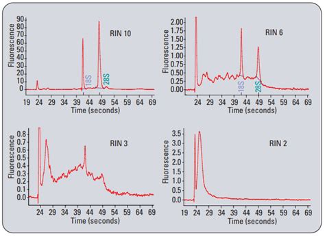 Rna Integrity Number Rin Explained Novogene