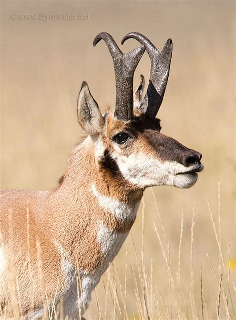 Pronghorn Antelope