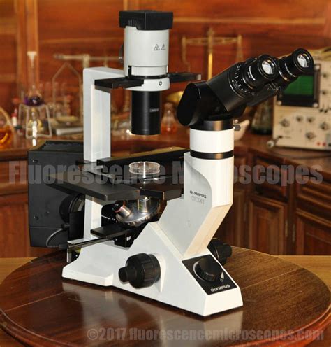 Fluorescence Microscopes Olympus Ckx Inverted Fluorescence And