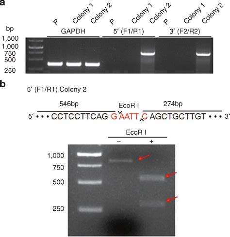 Crisprcas9 Aav Mediated Knock In At Nrl Locus In Human Embryonic Stem Cells Molecular Therapy