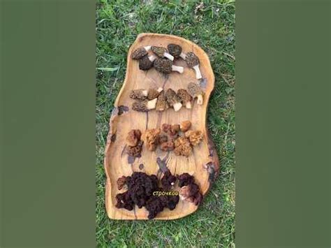 Как отличить сморчки от ядовитых строчков? #сморчки #грибы2023 #morels ...