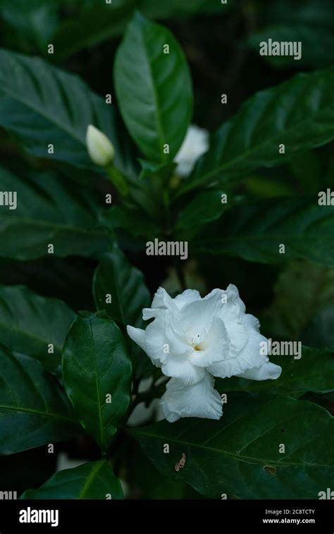 Gardenia Jasminoides White Big Flower And Green Leaf Stock Photo Alamy