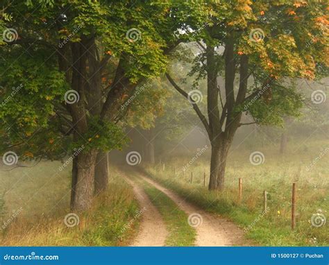 Foggy autumn road stock image. Image of fall, golden, fairy - 1500127