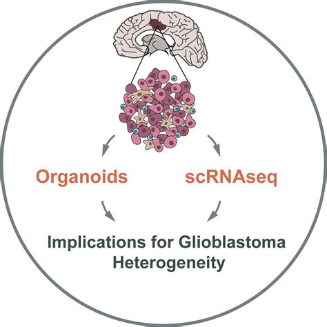 Tackling The Many Facets Of Glioblastoma Heterogeneity Cell Stem Cell