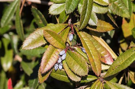 Berberis julianae - Burke Herbarium Image Collection