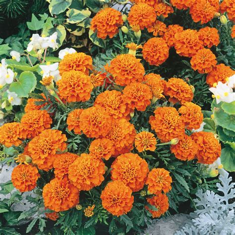 Unwins Marigold French Orange Winner Seeds Flower Seeds Unwins Uk