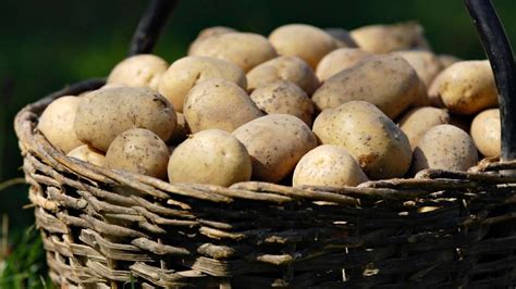 Kartoffeln Kochen Leicht Gemacht Drei Tipps Helfen