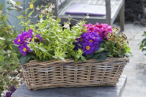 Korbkasten Mit Primula Acaulis Und Bild Kaufen