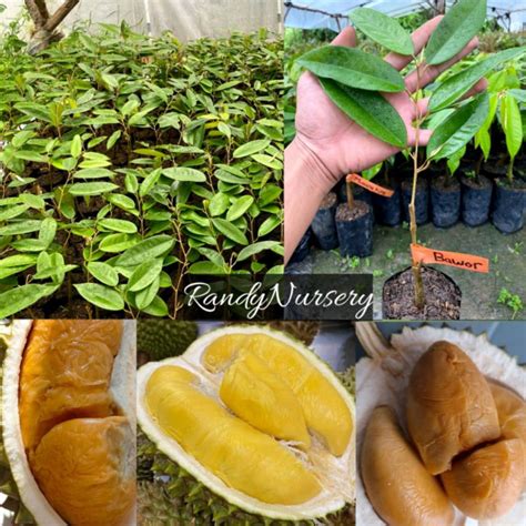 Jual Bibit Durian Duri Hitam Ochee Musangking Bawor Baby Shopee