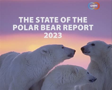 State Of The Polar Bear 2023 W Hudson Bay Polar Bear Numbers Have Not