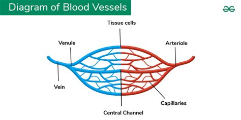 What Are Blood Vessels Structure Types And Disorders Geeksforgeeks