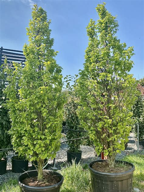 Carpinus Betulus Monument Architectural Plants