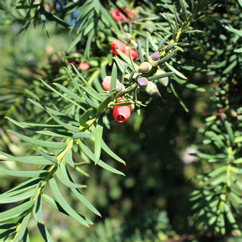 Adlerschwingen Eibe Taxus Baccata Dovastoniana Zulauf Gartencenter