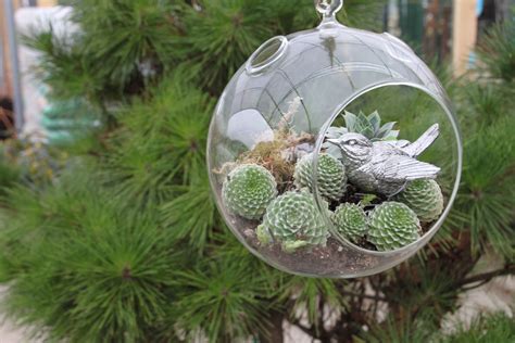 Hanging Glass Terrariums Succulents Succulent Planter Cacti And Succulents