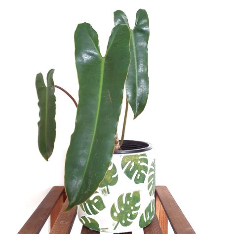 Philodendron Billietiae X Atabapoense Furniture Home Living