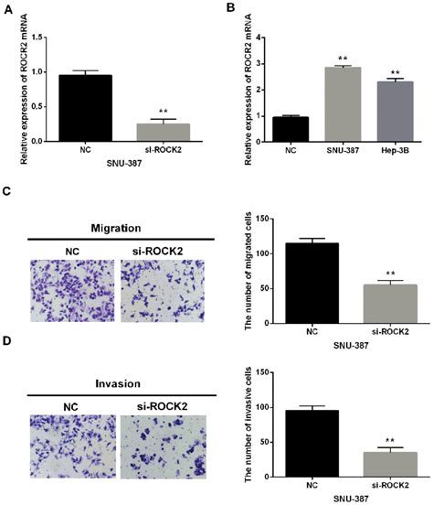 ROCK2 silence inhibits migration and invasion in HCC. (A) The ROCK2 ... 