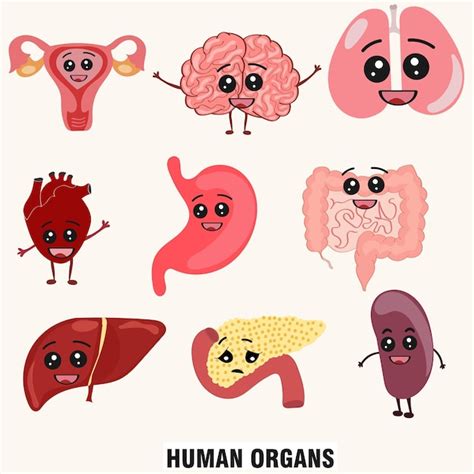 Ensemble D Une Illustration De Vecteur De Dessin Anim D Organes