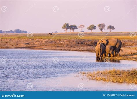 Groep Afrikaans Olifanten Drinkwater Van Chobe Rivier Bij Zonsondergang