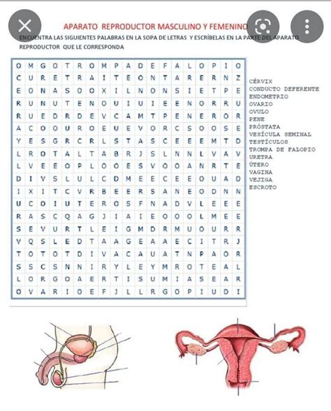 Sopa De Letras De El Aparato Reproductor Masculino Y Femenino Brainly Lat