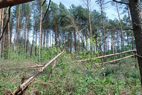 Wiatr Ama I Przewraca Drzewa W Podlaskich Lasach Zobacz Zdj Cia